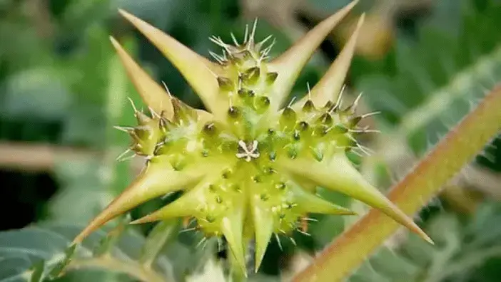 Tribulus Terrestris para que serve